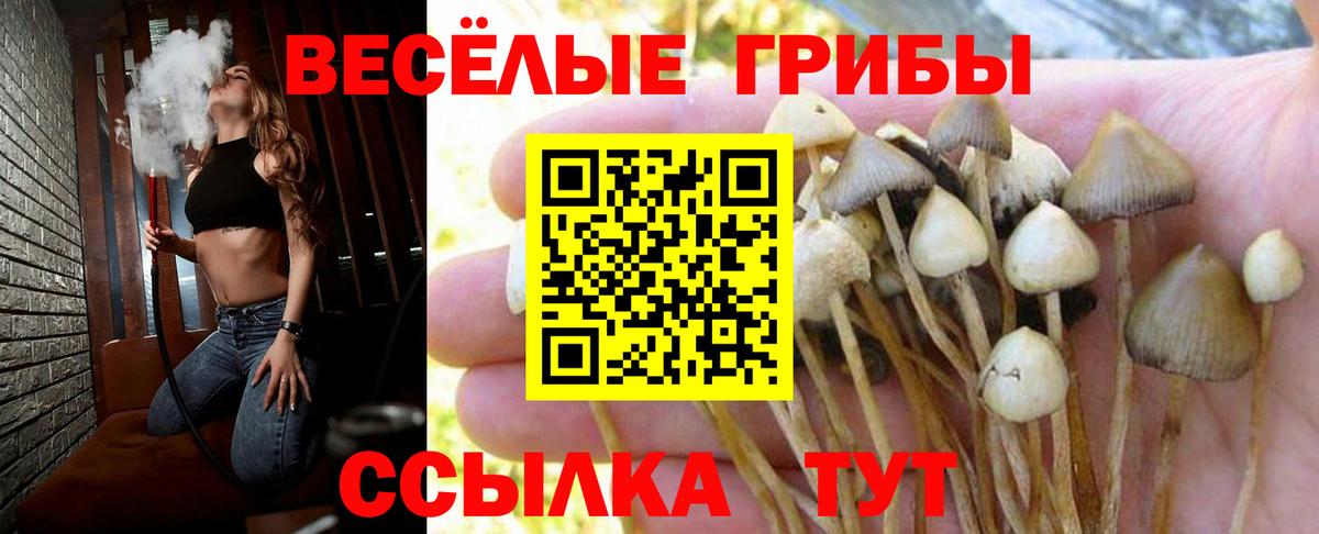 Псилоцибиновые грибы Cubensis  Вход с VPN  что такое наркотик  Кондопога 